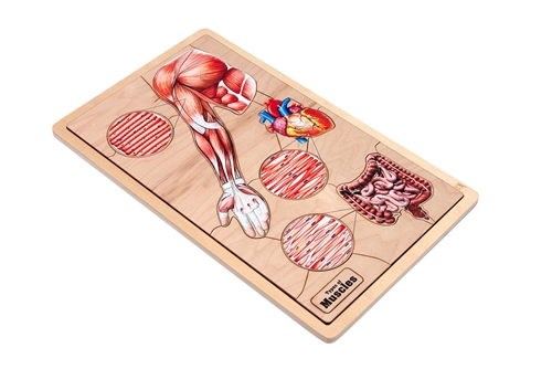 Types of Muscles Puzzle with Nomenclature Cards (6-9) (Printed)