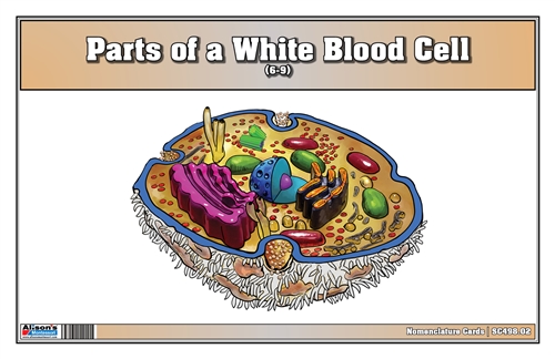 Parts of a White Blood Cell Nomenclature Cards (6-9) (Printed)