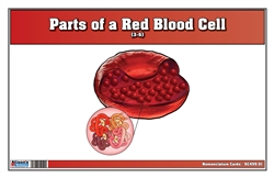 Parts of a Red Blood Cell Nomenclature Cards (3-6) (Printed)