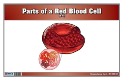 Parts of a Red Blood Cell Nomenclature Cards (6-9) (Printed)