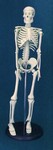 Human Skeleton Model (42 cm)