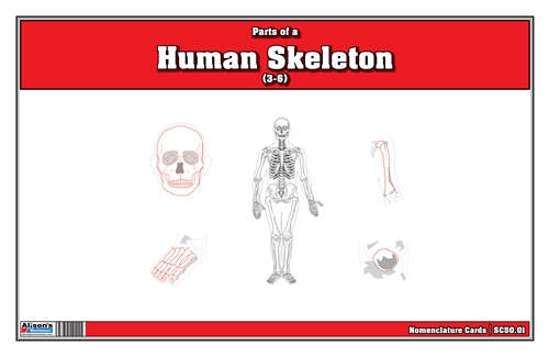 Parts of a Human Skeleton