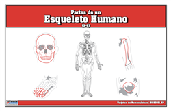 Parts of a Human Skeleton (Spanish)