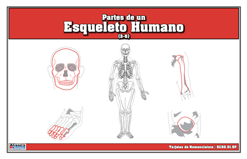 Parts of a Human Skeleton (Spanish)