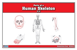 Parts of a Human Skeleton Nomenclature Cards (6-9)