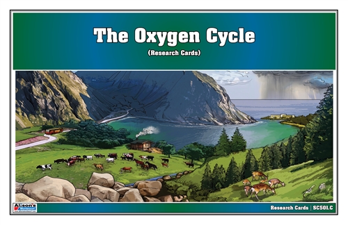 The Oxygen Cycle Research Cards