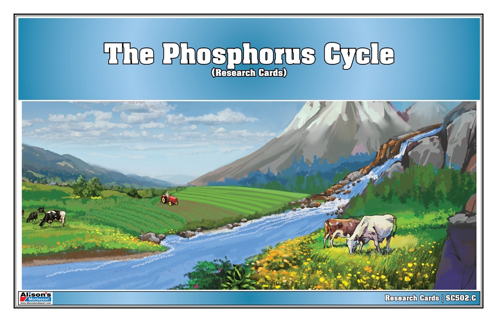 The Phosphorus Cycle Research Cards 