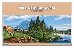 The Calcium Cycle Research Cards