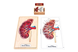 Parts of a Human Kidney Puzzle with Research Cards