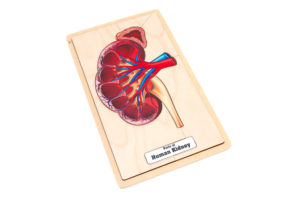  Parts of a Human Kidney Puzzle