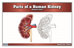 Parts of a Human Kidney Research Cards