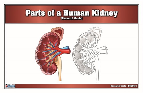 Parts of a Human Kidney Research Cards