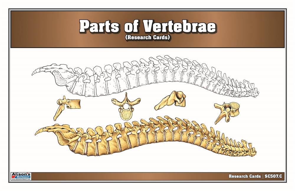 Parts of a Vertebrae Research Cards 