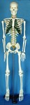 Human Skeleton Model (85 cm)