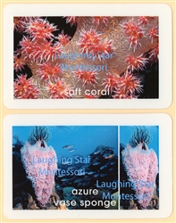 Sponges and Corals Plastic Cards for Ages 3-6
