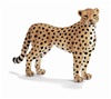 Female Cheetah