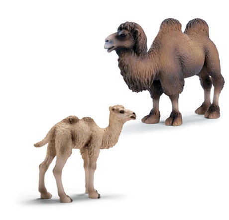 Wild Life Animals: Two-Humped Camel (Bactrian Camels) Family