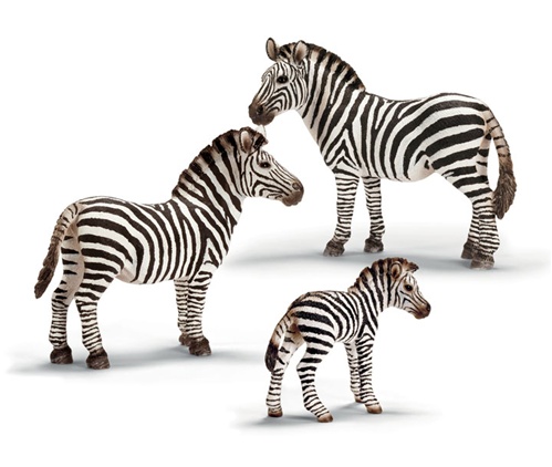 Wild Life Animals: Zebra Family