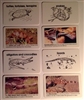 World Reptile Elementary Plastic Cards