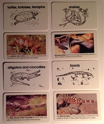 World Reptile Elementary Plastic Cards