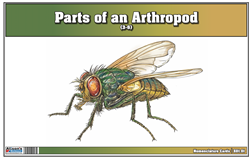 Parts of an Arthropod (3-6) (Printed)