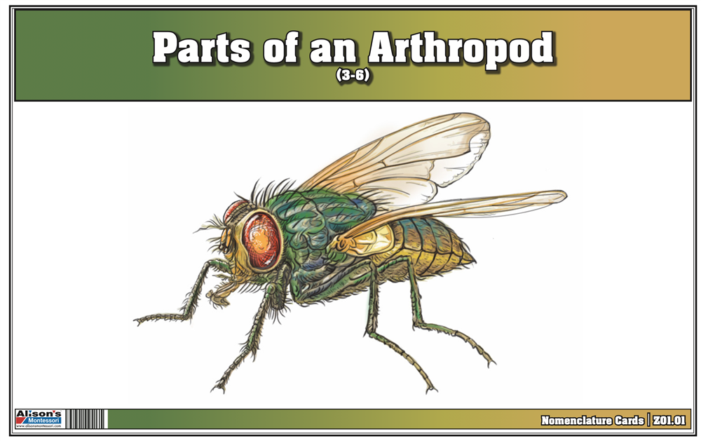  Parts of an Arthropod (3-6) (Printed)