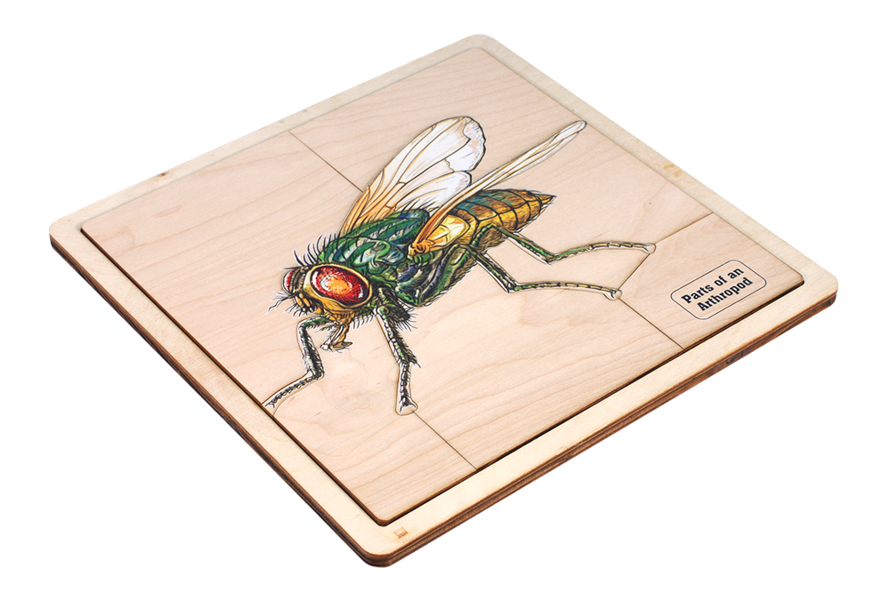  Parts of an Arthropod Puzzle