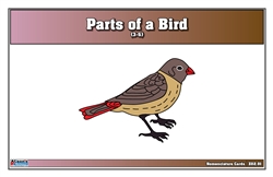 Parts of a Birds Nomenclature Cards (3-6) Printed