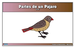 Parts of a Birds Nomenclature Cards (3-6) (Spanish)