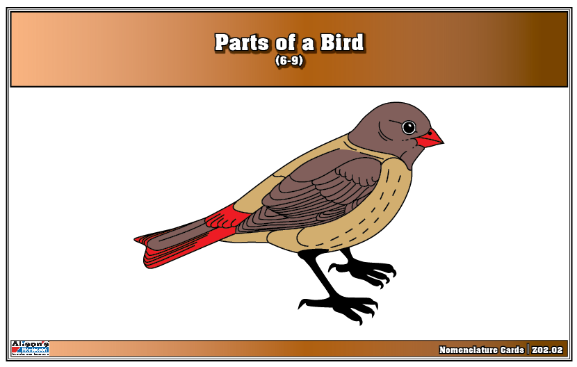 Montessori: Parts of a Bird Nomenclature Cards (6-9) (Printed)