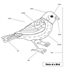 Parts of a Bird Puzzle Control Chart
