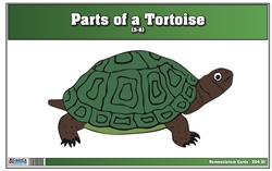Parts of a Tortoise Nomenclature Cards (3-6) Printed