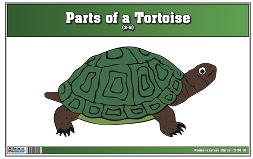 Parts of a Turtle Nomenclature Cards (3-6) Printed