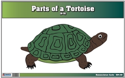 Parts of a Tortoise Nomenclature Cards (6-9) Printed