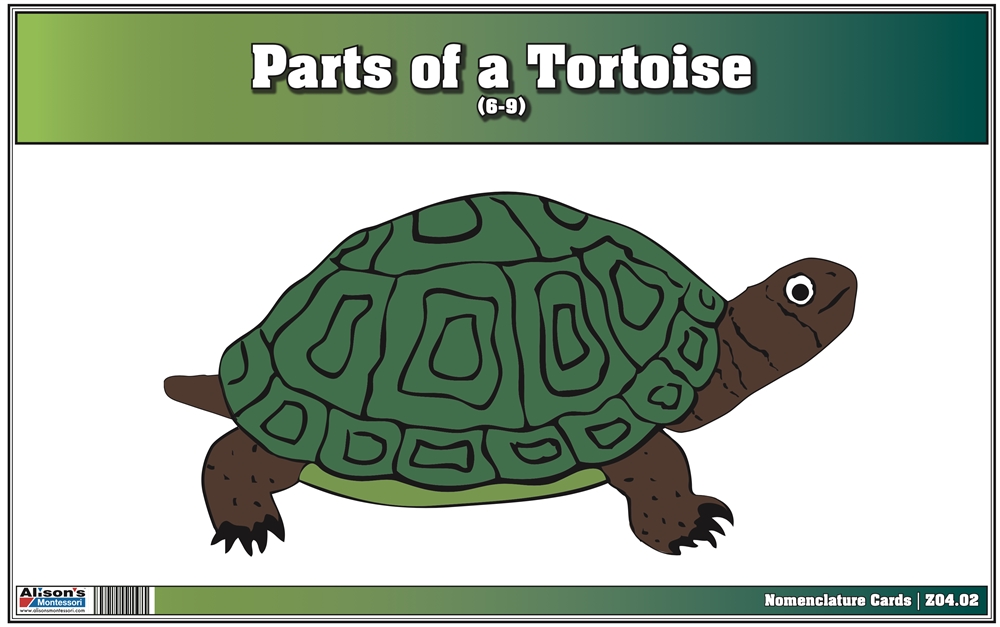 Montessori: Parts of a Turtle Nomenclature Cards (6-9) (Printed)