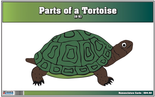 Parts of a Turtle Nomenclature Cards (6-9) Printed