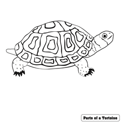 Parts of a Turtle Puzzle Control Chart