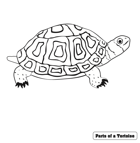 Parts of a Turtle Puzzle Control Chart