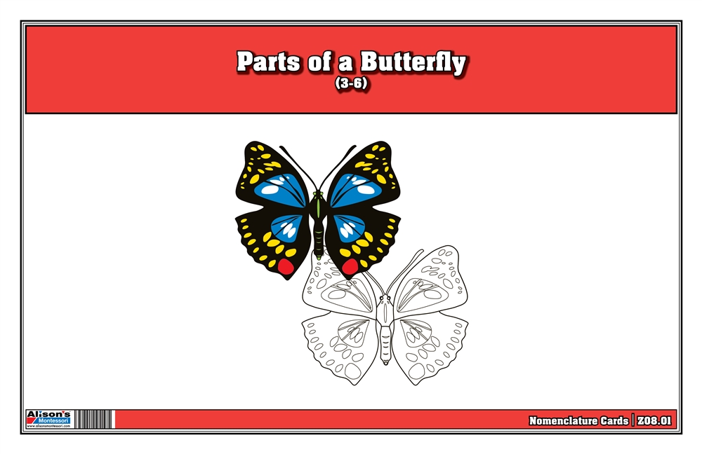  Parts of a Butterfly Nomenclature Cards