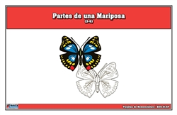 Parts of a Butterfly Nomenclature Cards 3-6 (Spanish)