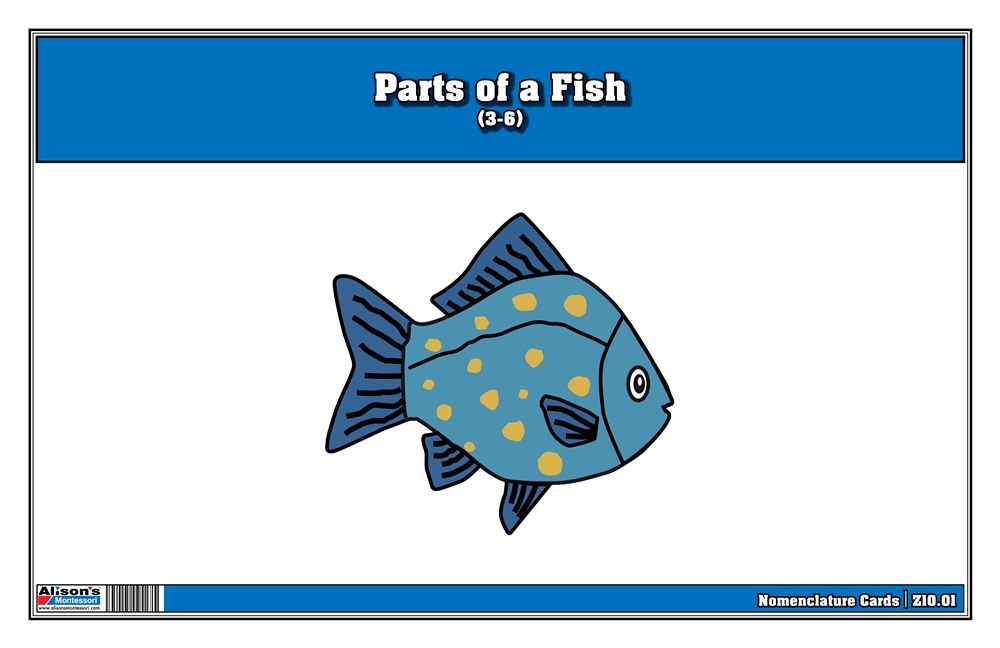 Parts of a Fish Nomenclature Cards 