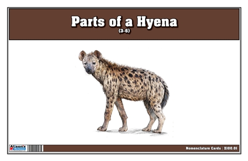 Parts of a Hyena (Printed)