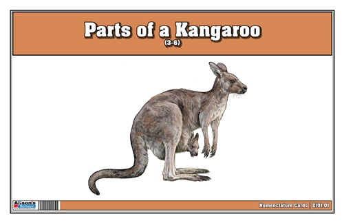 Parts of a Kangaroo (Printed)