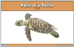 Parts of a Turtle Nomenclature Cards (3-6) (Printed)
