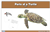 Parts of a Turtle Nomenclature Cards (6-9) (Printed)
