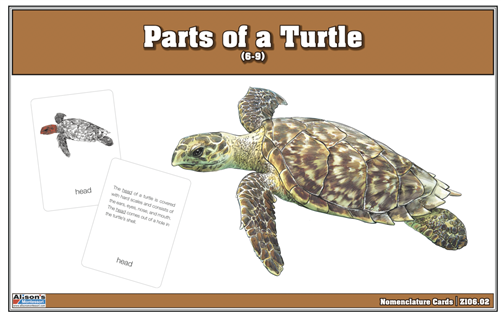 Parts of a Turtle Nomenclature Cards (6-9) (Printed)