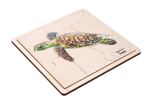 Parts of a Turtle Puzzle with Nomenclature Cards (6-9) (Printed)
