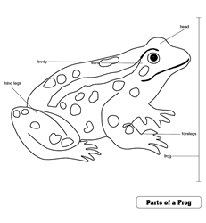 Parts of a Frog Puzzle Control Chart
