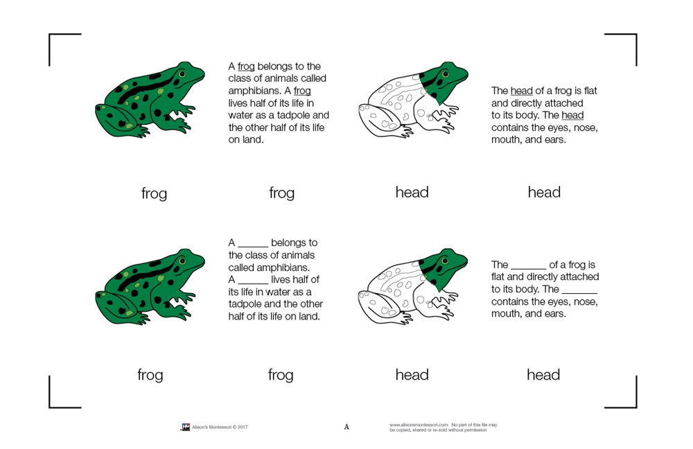 montessori-materials-parts-of-a-frog-nomenclature-cards-6-9-printed