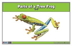 Parts of a Tree Frog (Printed)